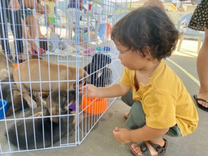 Paraíba Pet realiza mais uma Feira de Educação, Cuidados e Adoção Animal em João Pessoa