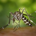 Mosquito do Aedes aegypti, responsável por transmitir as doenças da Dengue, Chikungunya e Zika - (Foto: WikiImages / Pixabay)
