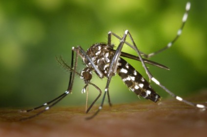 Mosquito do Aedes aegypti, responsável por transmitir as doenças da Dengue, Chikungunya e Zika - (Foto: WikiImages / Pixabay)
