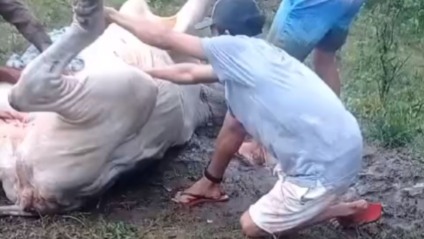 VÍDEO: Raio cai e mata vários animais no município de Serraria, Brejo paraibano