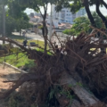 Vereador Marcos Henriques questiona derrubada de árvores no bairro dos Bancários - VEJA O VÍDEO