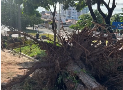 Vereador Marcos Henriques questiona derrubada de árvores no bairro dos Bancários - VEJA O VÍDEO