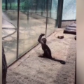 Macaco usa pedra afiada para quebrar vidro e tentar escapar de Zoológico; veja vídeo