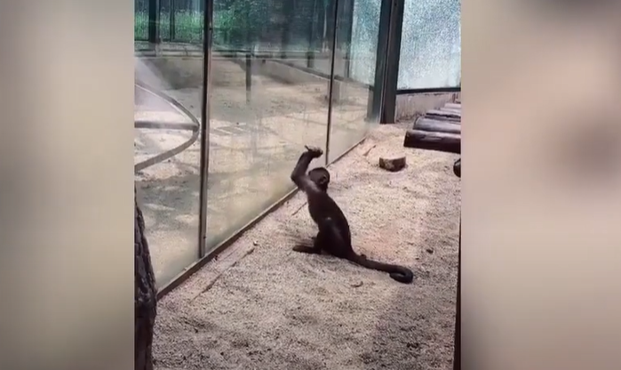 Macaco usa pedra afiada para quebrar vidro e tentar escapar de Zoológico; veja vídeo