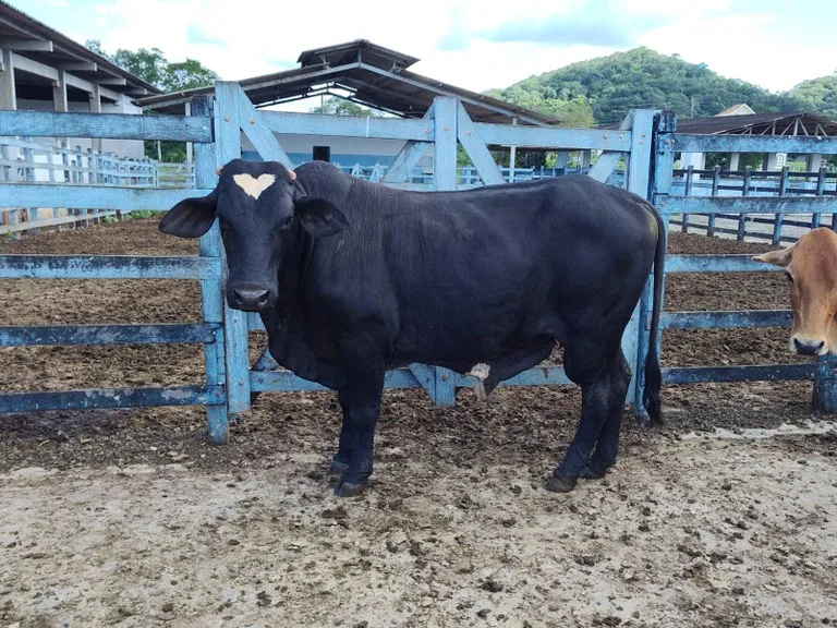 Empaer realiza leilão de animais descartes bovinos em agosto