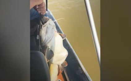 Peixe 'engasga' ao tentar devorar uma iguana e é salvo por pescadores; veja vídeo