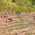 Suco e vinho artesanal: primeiro vinhedo em condomínio do Nordeste é inaugurado em Bananeiras; confira