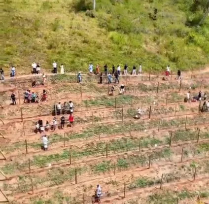 Suco e vinho artesanal: primeiro vinhedo em condomínio do Nordeste é inaugurado em Bananeiras; confira