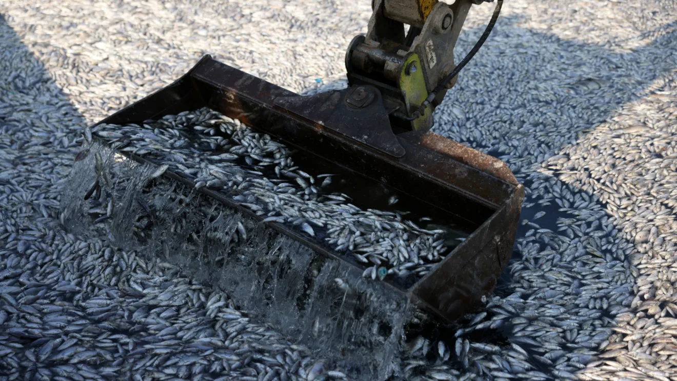 Peixes mortos 'invadem' porto turístico após inundações; veja