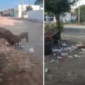 Riacho dos Cavalos: lixo e abandono tomam conta das ruas enquanto prefeito prioriza comícios; veja vídeos