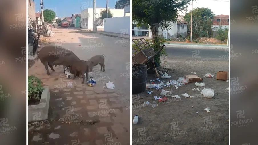 Riacho dos Cavalos: lixo e abandono tomam conta das ruas enquanto prefeito prioriza comícios; veja vídeos