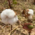 Governo da Paraíba incentiva cultivo do algodão orgânico e beneficia mais de 300 famílias agricultoras