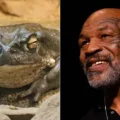 Mike Tyson diz ter encontrado Deus após fumar droga à base de veneno de sapo; veja