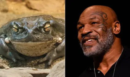 Mike Tyson diz ter encontrado Deus após fumar droga à base de veneno de sapo; veja