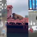 Inusitado! macaco invade casa, bebe álcool e tenta abrir botijão; veja vídeo