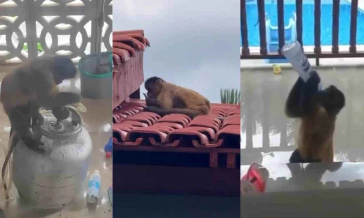 Inusitado! macaco invade casa, bebe álcool e tenta abrir botijão; veja vídeo