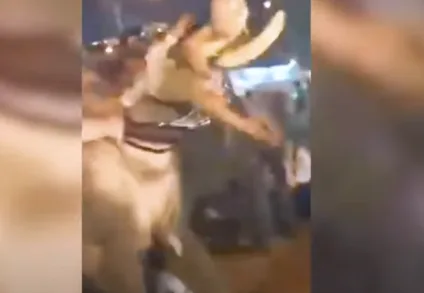 Elefante se desgarra de manada durante festival e faz homem 'voar' em ataque; veja vídeo