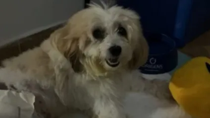 Cachorro é reconhecido como autor de ação judicial em decisão inédita na Paraíba