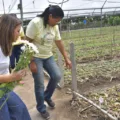 Ações do Governo melhoram produção e qualidade de vida de floricultores de Pilões