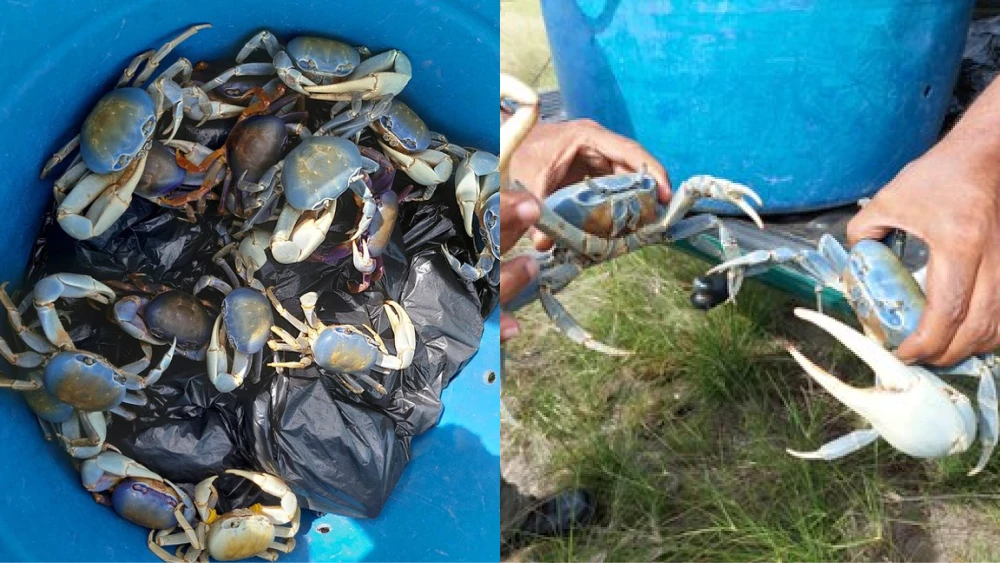 Restaurante é multado em R$ 1,6 milhão por servir caranguejo ameaçado de extinção - SAIBA ONDE É O RESTAURANTE