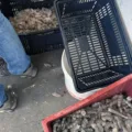 Empresa de pescados é interditada por irregularidades sanitárias em Bayeux