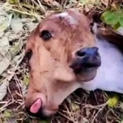 INUSITADO: Bezerra nasce com duas cabeças em São José da Lagoa Tapada - VEJA O VÍDEO