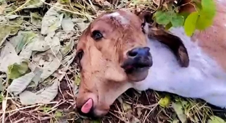 INUSITADO: Bezerra nasce com duas cabeças em São José da Lagoa Tapada - VEJA O VÍDEO